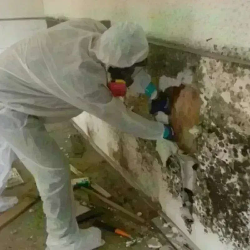 Mold Remediation and Removal in Gloverville, SC